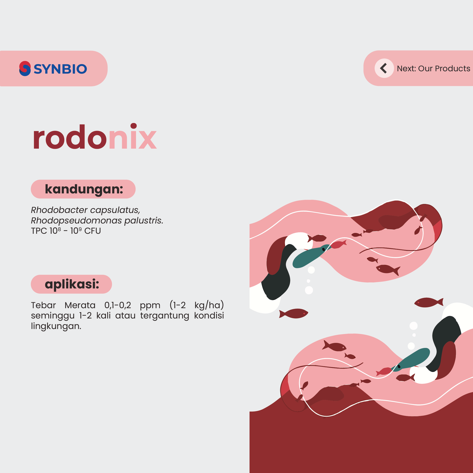 rodonix - Probiotik Rhodobacter Bakteri Fotosintetik Ungu non-Sulfur untuk Mengurai H₂S dan Meningkatkan Kualitas Air Kolam 1kg - Gambar 5